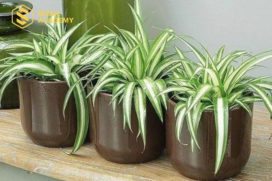 Kinh doanh cây cảnh và thú cưng hiện nay rất phổ biến