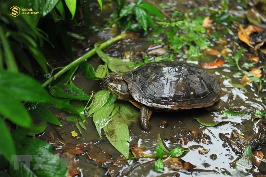 Rùa bỏ đi vì rất nhiều nguyên nhân bình thường