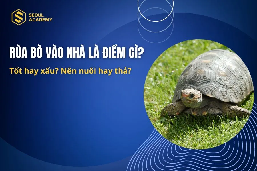 Rùa bò vào nhà
