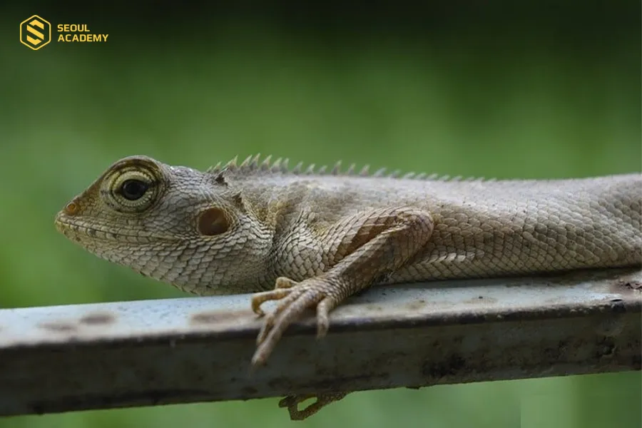 Nắm một số lưu ý khi nghe tắc kè kêu 5 tiếng để biết rõ ý nghĩa của từng hoàn cảnh