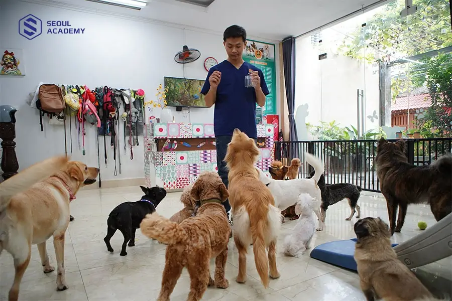 Người sống hướng nội có thể trở thành nhân viên chăm sóc thú cưng