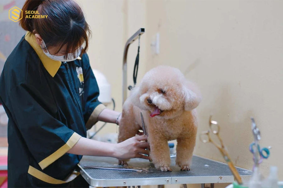 Chăm sóc thú cưng là ngành nghề được nhiều bạn trẻ quan tâm hiện nay