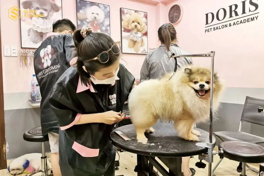 Nghề chăm sóc thú cưng mở ra nhiều cơ hội việc làm hấp dẫn