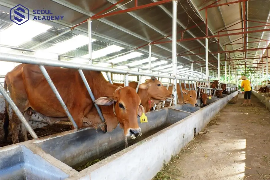 Chăn nuôi bò là ngành nghề làm giàu tại nông thôn