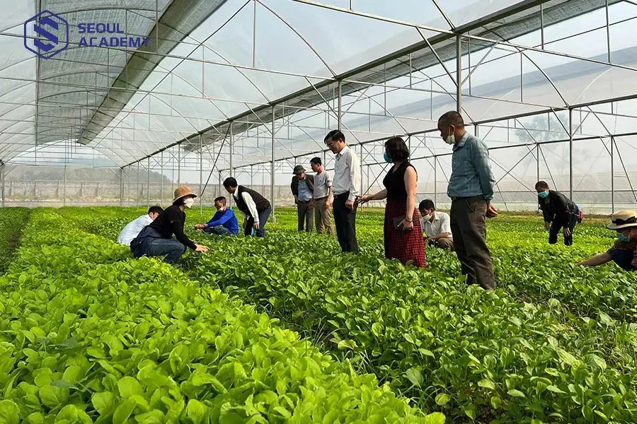 Trồng trọt tại nông thôn, các bạn có thể tham khảo trồng rau củ quả sạch