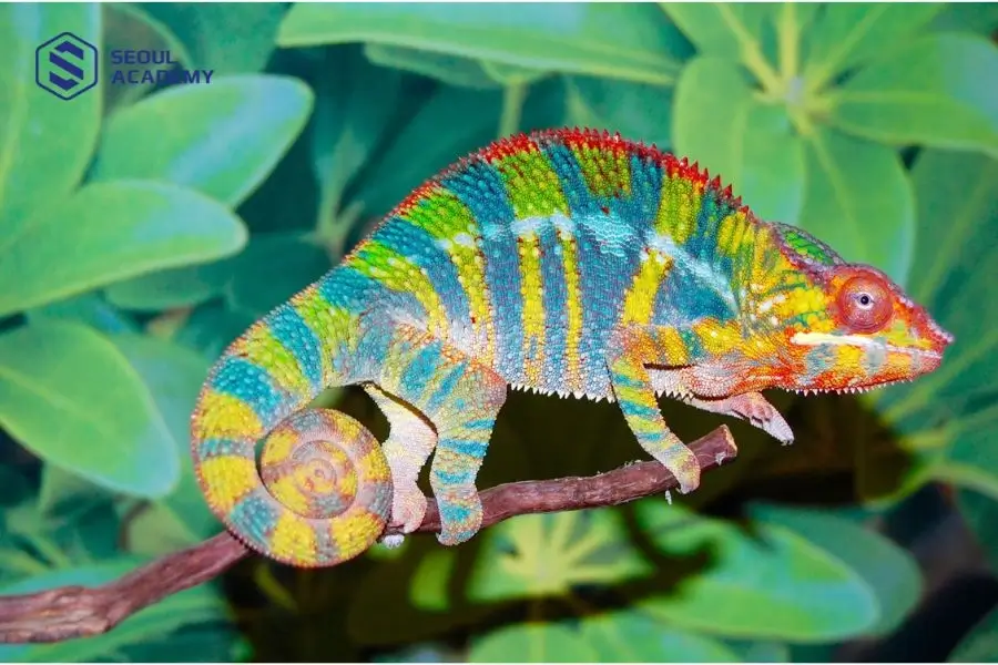 Tắc kè là loài bò sát thường thấy trong tự nhiên hoặc nó trú ẩn nơi ẩm ướt, ít ánh sáng