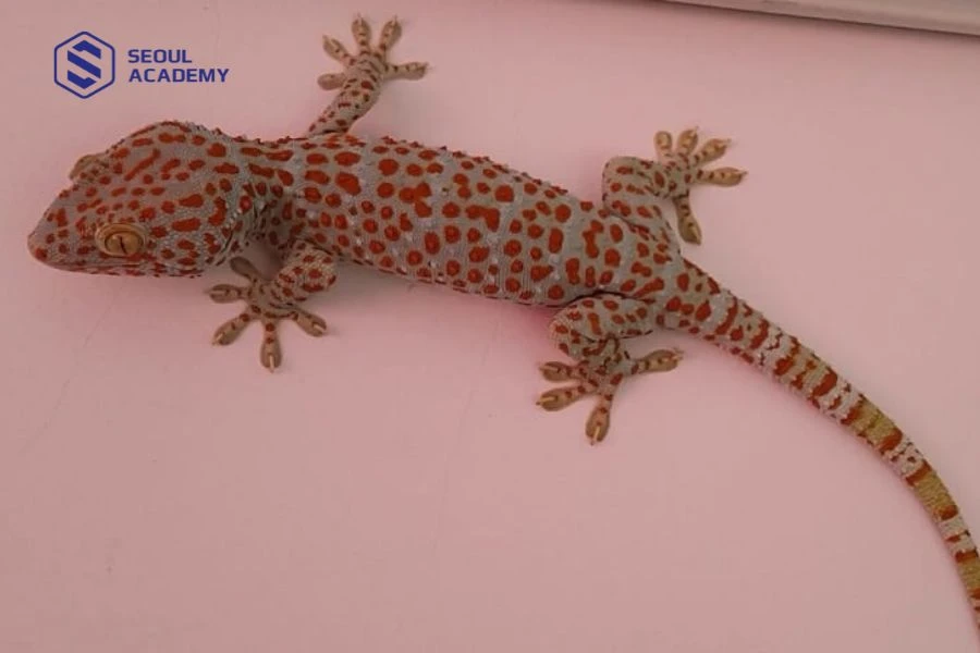 Tắc kè vào nhà mang lại điều tốt cho gia chủ