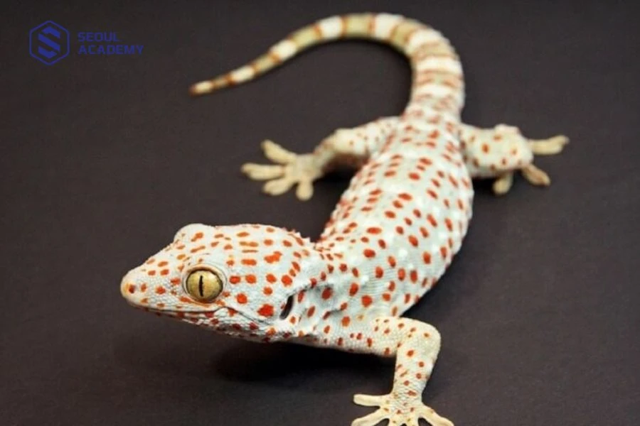 Tắc kè kêu vào ban ngày báo hiệu sự cãi vã, mâu thuẫn