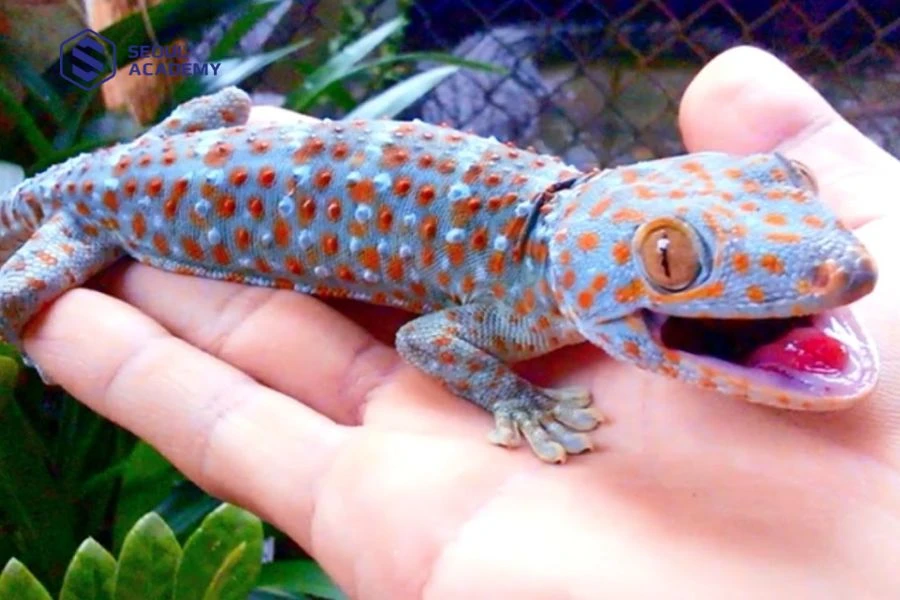 Tắc kè kêu ban đêm báo hiệu tin tốt về tình duyên