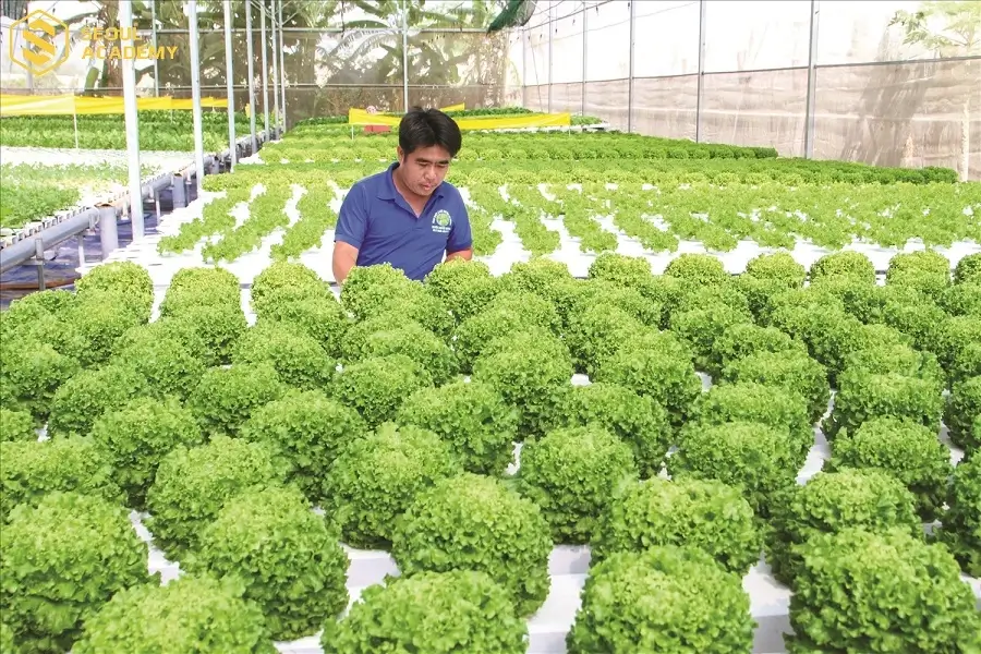 Trồng rau sạch theo mô hình hữu cơ tại nông thôn và cung cấp cho các thành phố lớn là lựa chọn đầu tư không tồi