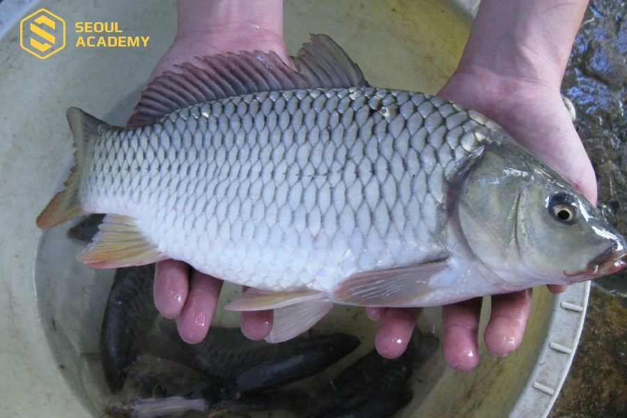 Cá chép bổ dưỡng tốt cho mẹ bầu