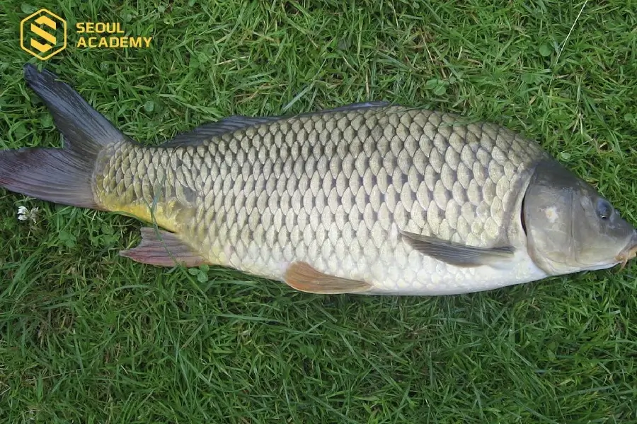 Cá chép ngon giúp món ăn thêm ngon