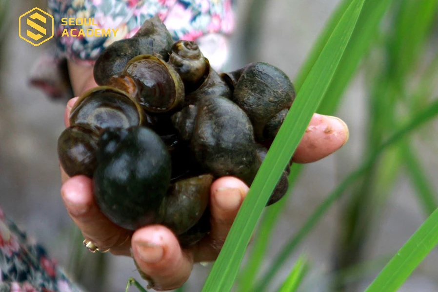 Ốc bươu vàng ít được yêu thích hơn ốc nhồi