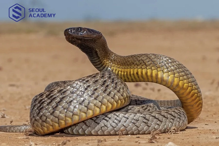 Rắn bò vào nhà có thể mang ý nghĩa tốt nhưng cũng có thể là điềm báo tiêu cực cho gia chủ