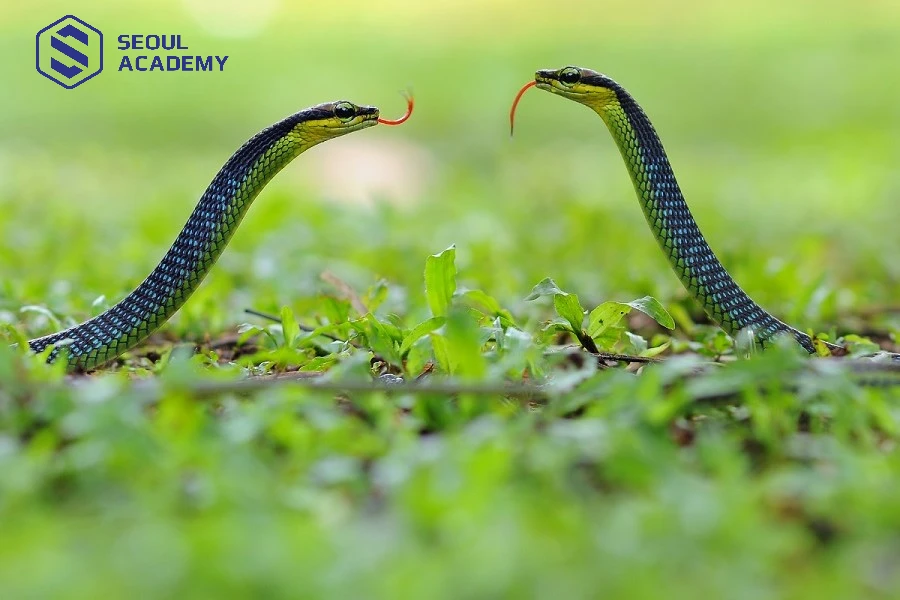 Một số trường hợp rắn bò vào nhà mang theo báo hiệu may mắn về tiền bạc, sự nghiệp cho gia chủ