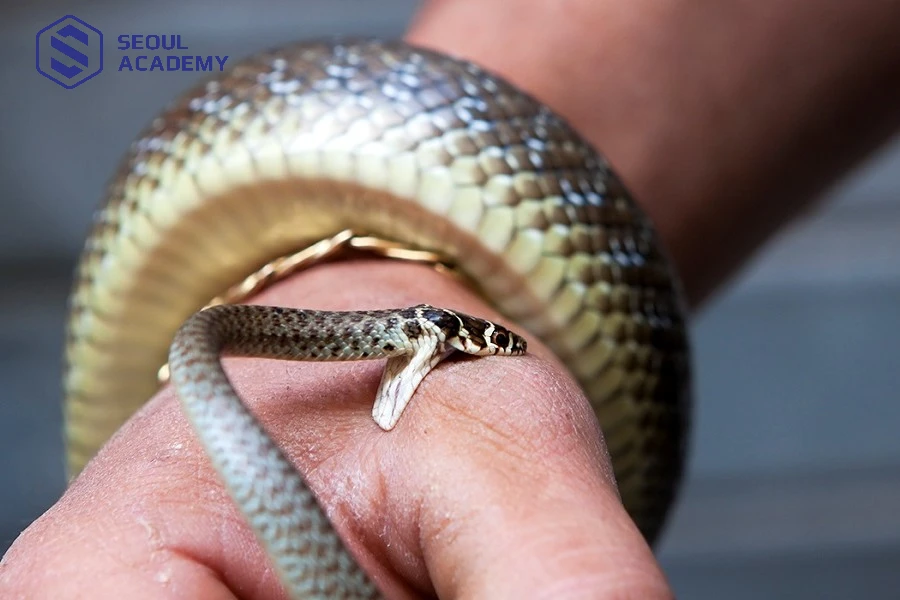 Thường xuyên vệ sinh nhà cửa, nơi ở để tránh rắn bò vào nhà có thể gây nguy hại đến bản thân và gia đình