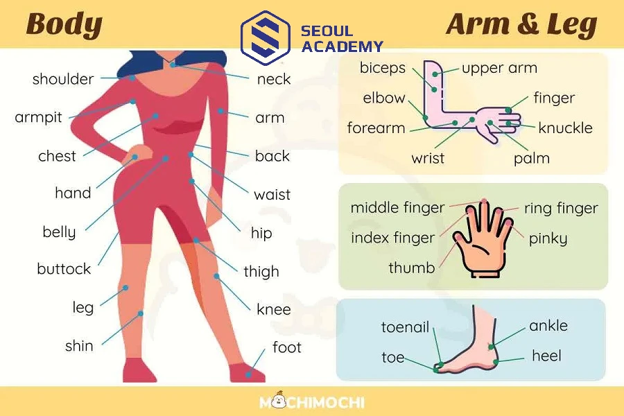 Tổng hợp các từ vựng chỉ bộ phận cơ thể và tình trạng da
