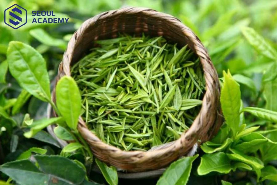 Lá trà xanh có công dụng kháng khuẩn dịu nhẹ cho da đầu