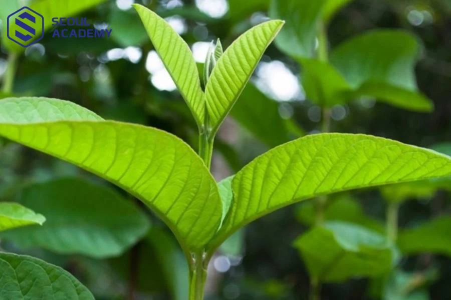 Lá ổi giúp tái tạo tế bào hư tổn, cải thiện tình trạng tóc gãy rụng