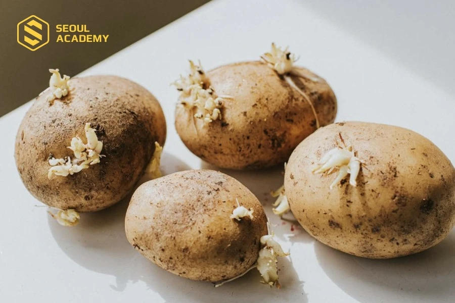 Củ khoai tây khi mọc mầm không nên ăn
