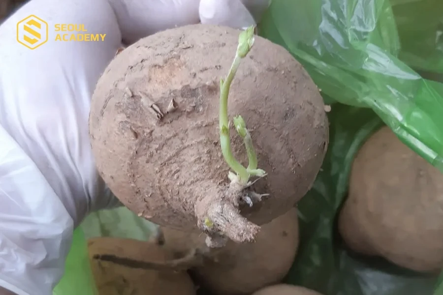 Củ dền bảo quản không đúng dễ mọc mầm