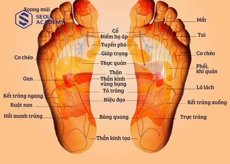 Các huyệt đạo quan trọng trên bàn chân