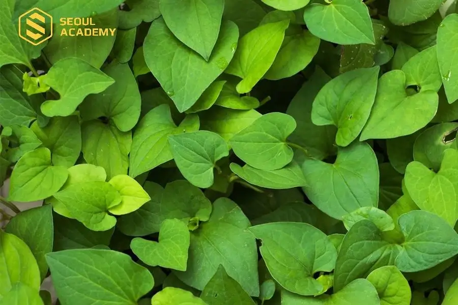 Rau diếp cá chứa nhiều các loại Vitamin E, K, …