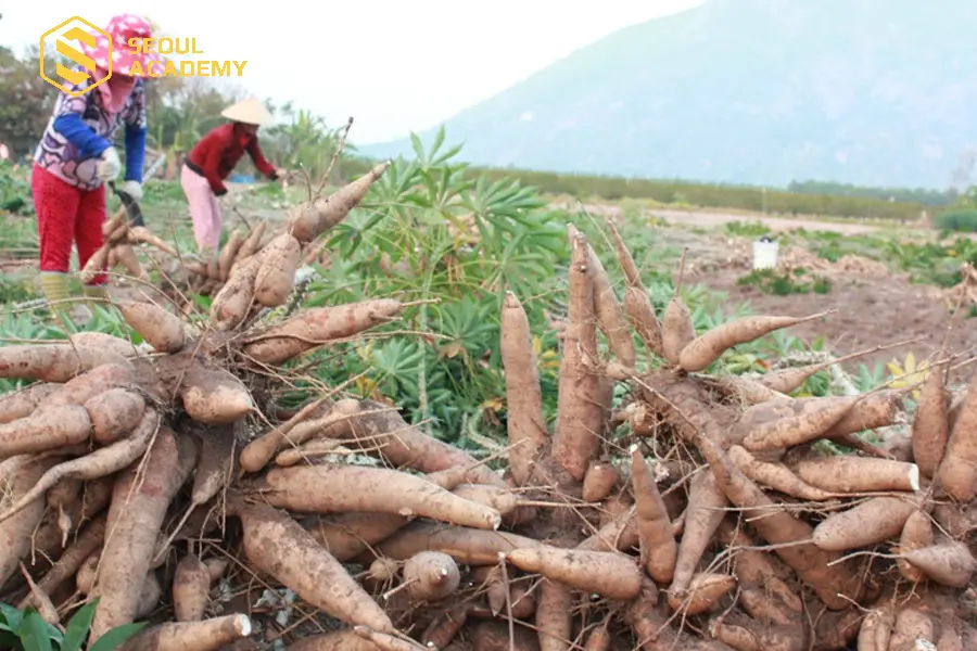 Nên lựa những củ khoai mì còn nguyên vẹn để bảo quản