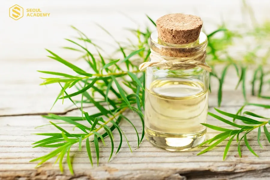 Tinh dầu tràm trà có đặc tính kháng viêm có thể dùng hỗ trợ giảm vàng do nấm móng hiệu quả