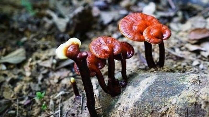 Bài thuốc trị nám da mặt với nấm linh chi