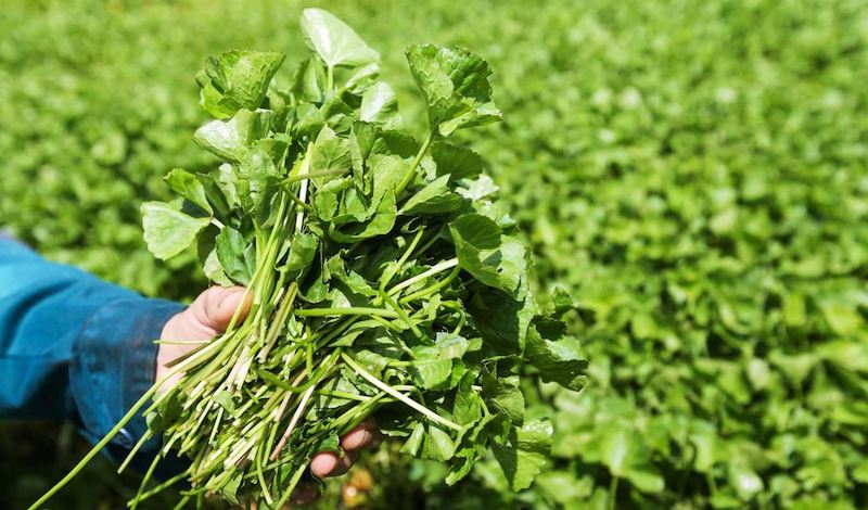 Trị sẹo sau phẫu thuật bằng rau má