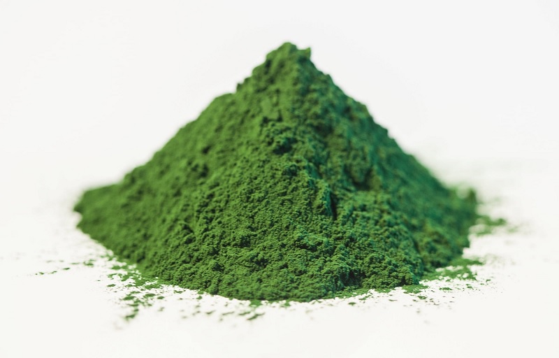 Bột tảo lục Chlorella