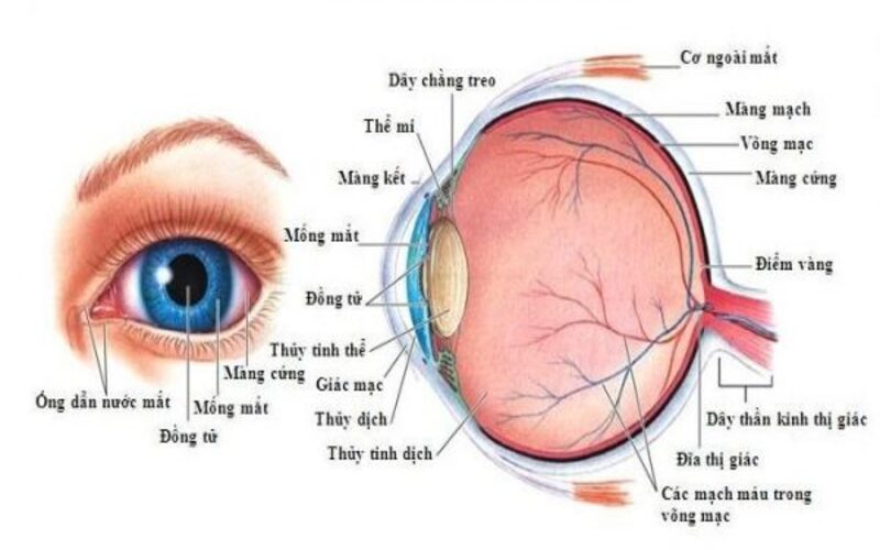 Chúng ta dễ dàng nhận thấy cấu tạo của mắt ở bên ngoài
