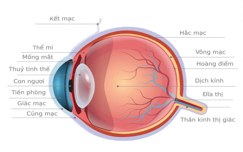 Cấu tạo của mắt gồm nhiều bộ phận với các vai trò khác nhau