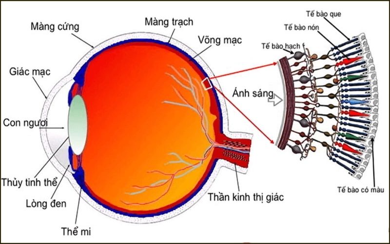 Cơ chế hoạt động của mắt như một chiếc máy ảnh