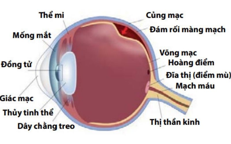 Cấu tạo của củng mạc từ các mô liên kết dày đặc với chủ mô