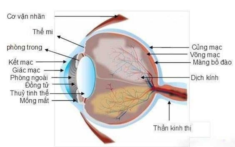 Kết mạc được tạo thành bởi lớp biểu mô với nhu mô