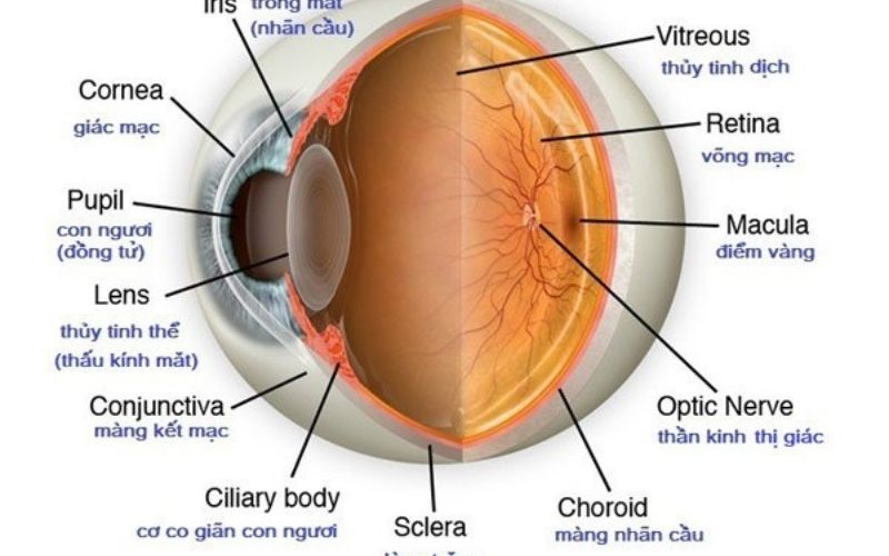 Kết mạc mắt giữ nhiệm vụ quan trọng điều khiển sự vận động của mi mắt