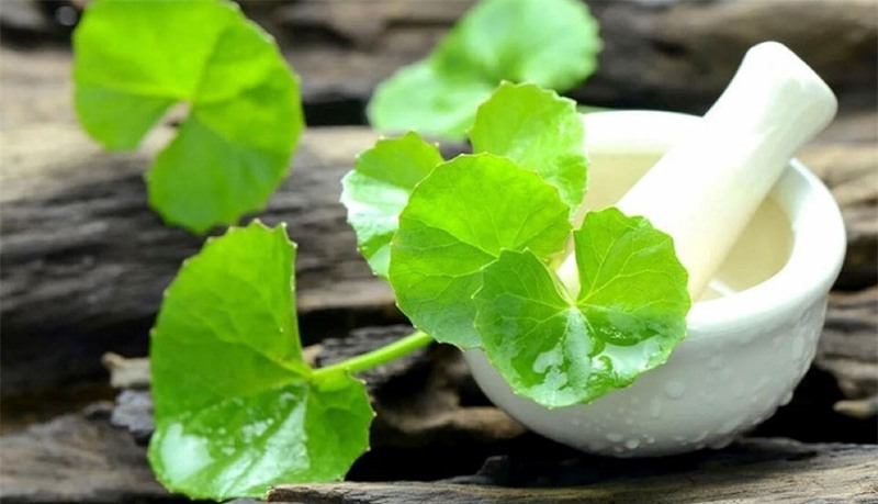 Rau má là thành phần cải thiện sẹo lồi ở mũi hiệu quả