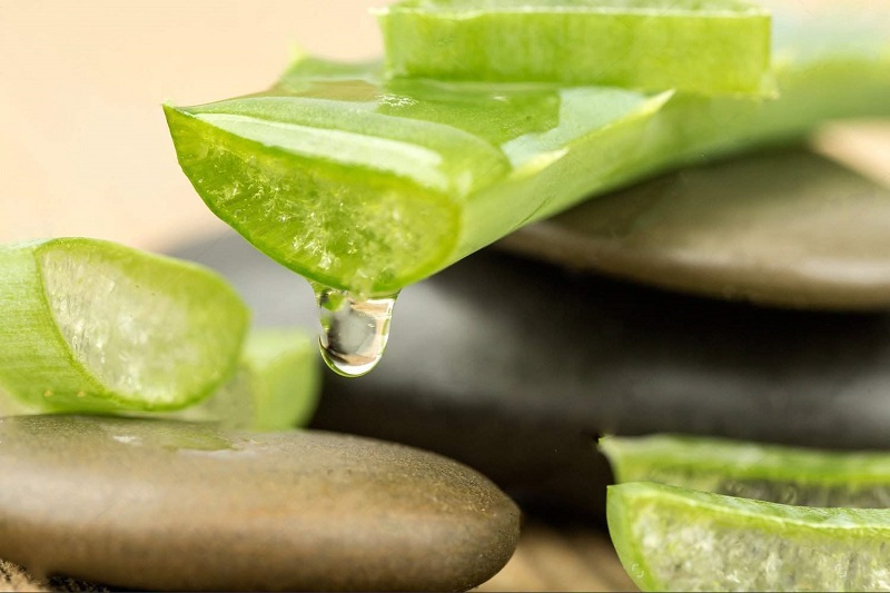 Gel nha đam mát dịu có thể làm mờ dần thâm sẹo