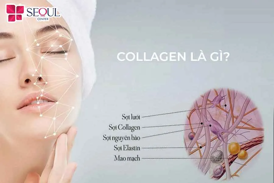 Collagen là một loại protein quan trọng nhất trong cơ thể, có mặt ở khắp các mô liên kết