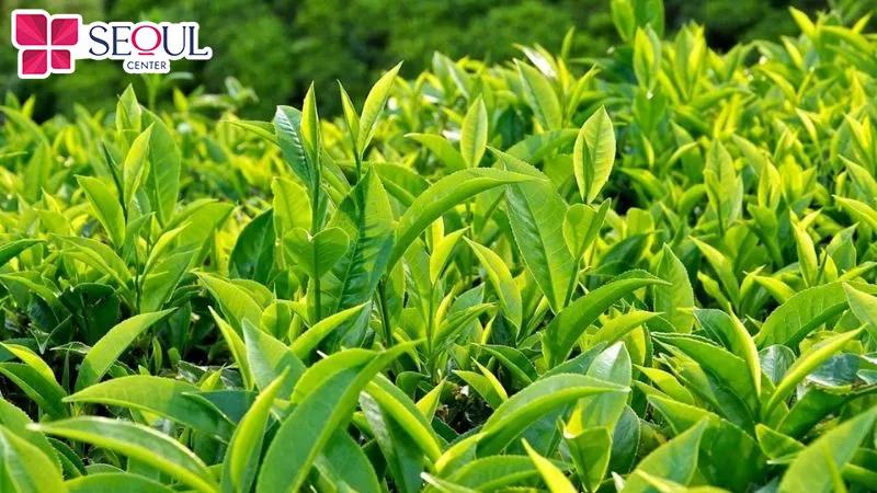 Trà xanh sở hữu hàm lượng chất chống oxy hóa EGCG vừa giúp da phụ nữ sau sinh chống lão hóa vừa có khả năng cải thiện tình trạng xỉn màu