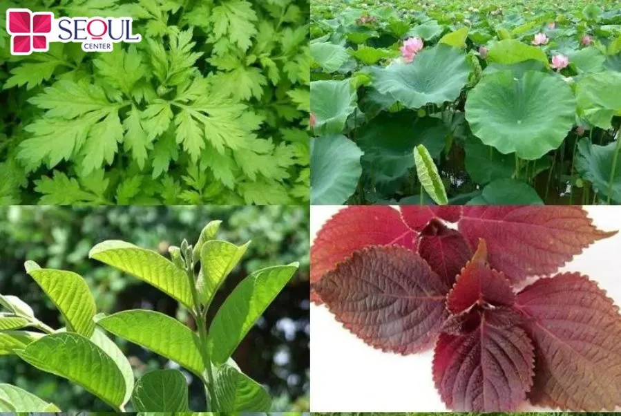 Những loại lá thường dùng để tắm dưỡng trắng da