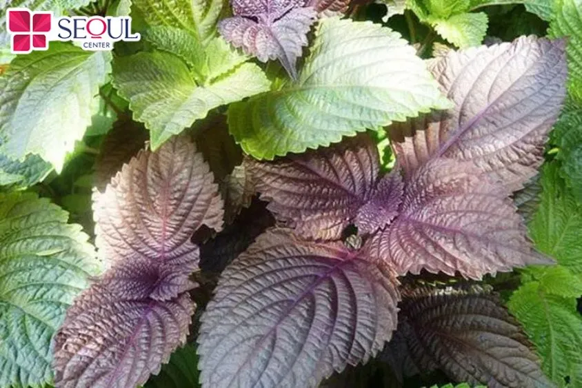 Lá tía tô rất dễ tìm, dễ mua, lại sở hữu nguồn dinh dưỡng dồi dào, phụ nữ có thể dùng tắm trắng da mỗi tuần