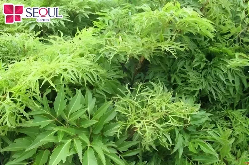 Lá đinh lăng là thảo dược cực kỳ tốt cho sức khỏe và cho da