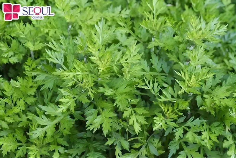 Lá ngải cứu có thể trị rất nhiều bệnh lý về da, giảm thâm, sáng da hiệu quả