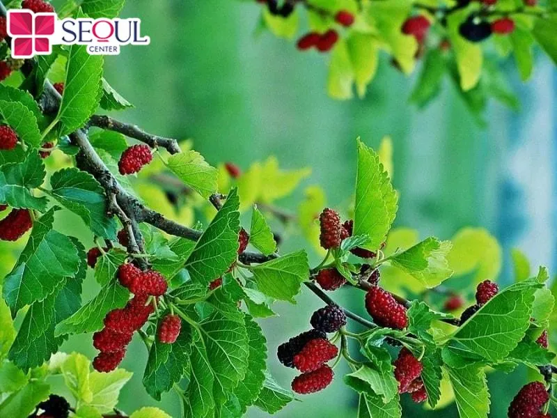 Lá dâu tằm sở hữu hàm lượng dinh dưỡng dồi dào có thể giúp mờ thâm sáng da, chống lão hóa da cực tốt