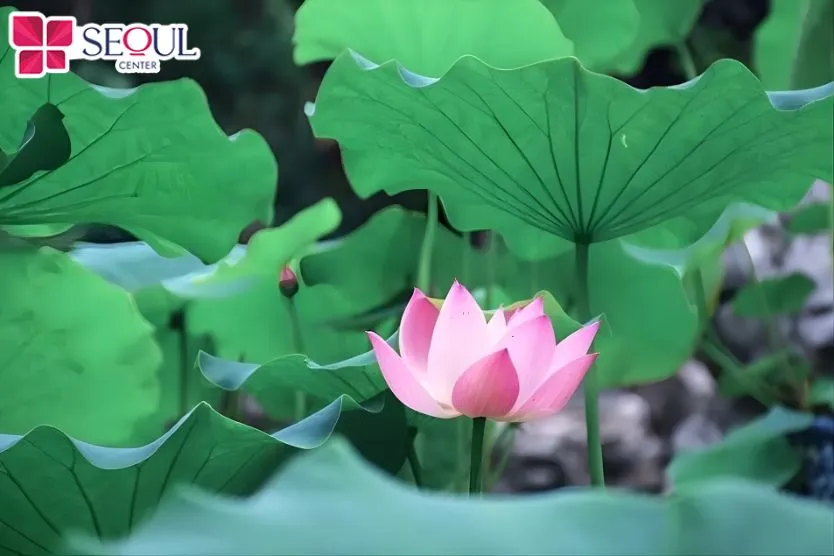 Lá sen non là loại lá lý tưởng để dưỡng trắng da toàn thân, chống lão hóa, dưỡng ẩm da