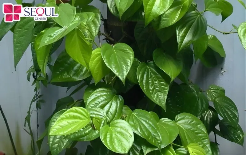 Lá trầu không có chứa nhiều dưỡng chất giúp da sáng và đều màu hơn