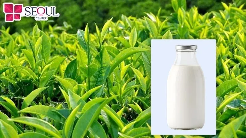 Trà xanh và sữa tươi vừa giúp da phụ nữ sau sinh chống lão hóa vừa có khả năng cải thiện tình trạng xỉn màu